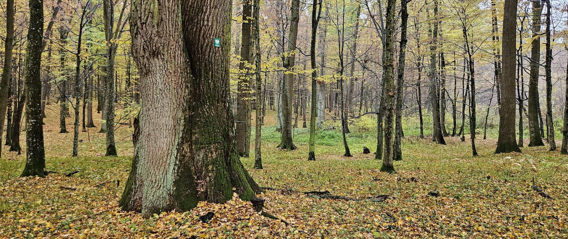 Rezerwat w jesiennej szacie