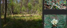 Kolaż 3 zdjęc torfowiska. po lewej widok leśnego bagna, po prawej zbliżenie niskiej roślinności, na dole po prawe zbliżenie roślinności.