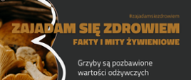 grzyby