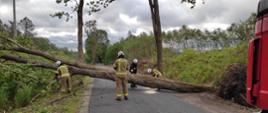 Zdjęcie przedstawia drogę asfaltową a na niej powalone drzewo, które całkowicie blokuje przejazd. Przed drzewem znajdują się strażacy wraz z wozem strażackim tnąc je. W tle widzimy lasy i łąki.