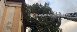 Na zdjęciu widać pochylone drzewo w kierunku budynku. Na zdjęciu widać drabinę strażacką a w jej koszu strażaka. Zdjęcie wykonane w dzień. 