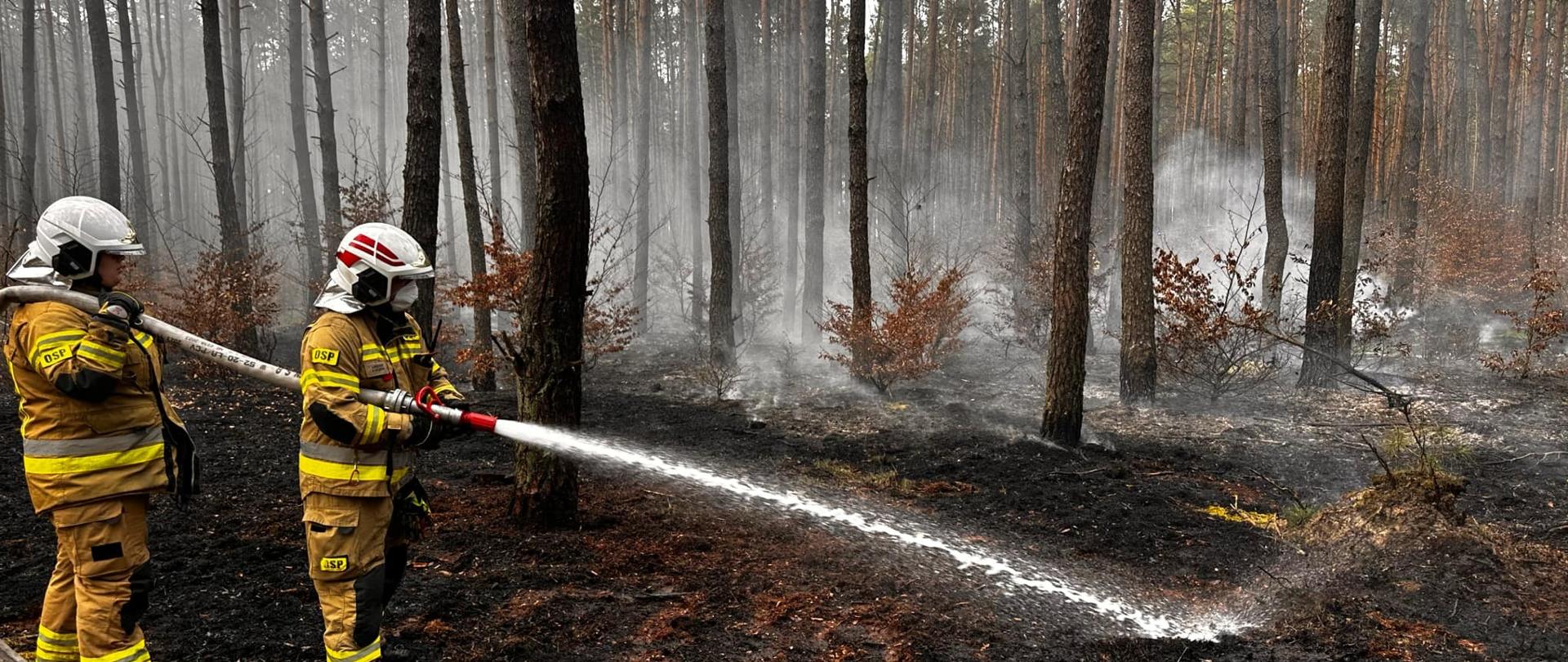 Dwóch strażaków gasi pożar ściółki
