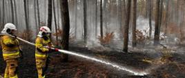 Dwóch strażaków gasi pożar ściółki