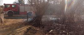 Teren podwórka po pożarze traw. Na wypalonym obszarze znajdują się krzewy. W tle samochód ratowniczo-gaśniczy.