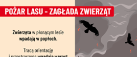 Pożary lasów