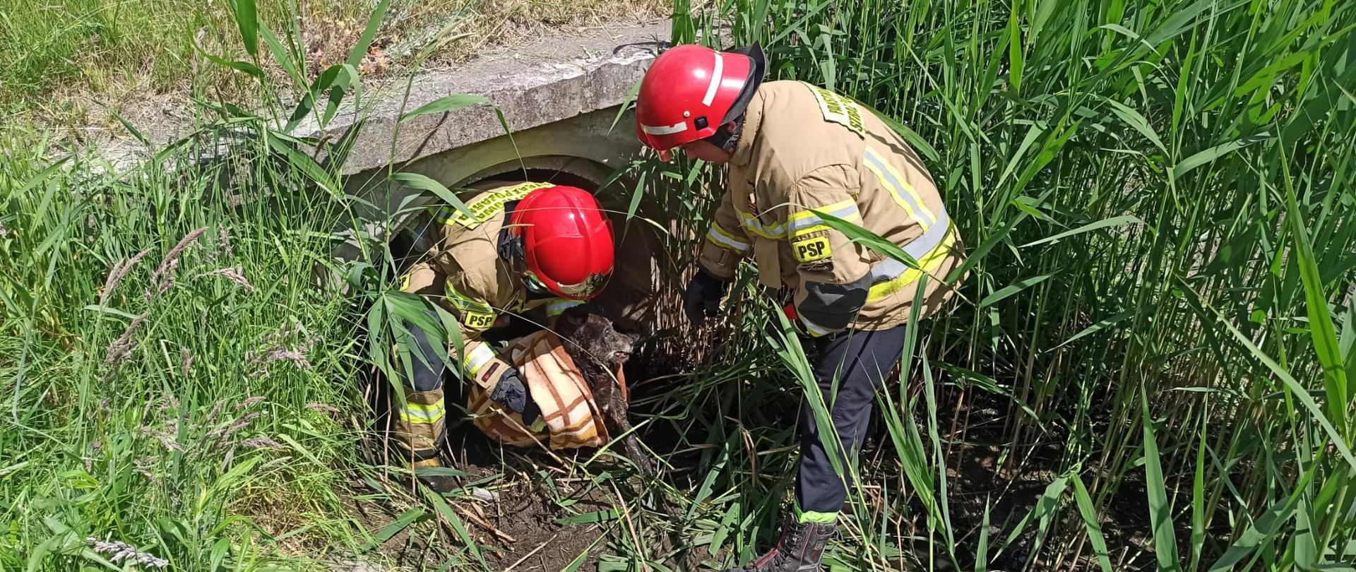 W rowie porośniętym trawą dwóch strażaków w ubraniach bojowych wyciąga psa owiniętego kocem z błotnistego przepustu.