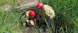 W rowie porośniętym trawą dwóch strażaków w ubraniach bojowych wyciąga psa owiniętego kocem z błotnistego przepustu.
