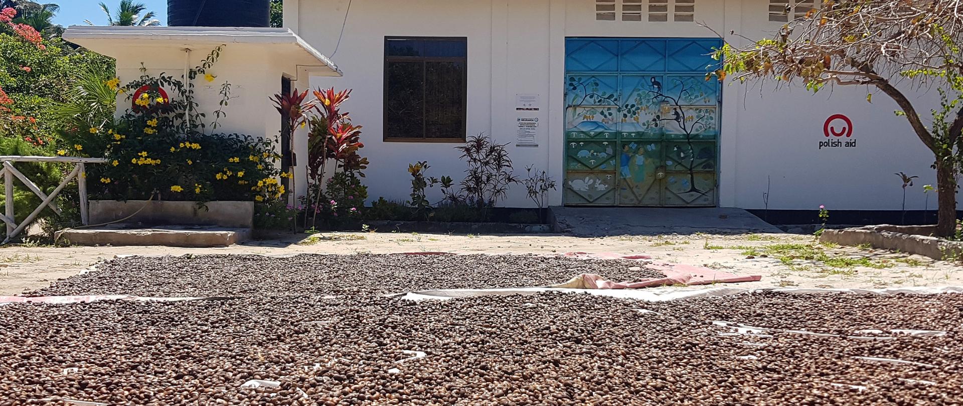 suszenie orzechów - proces przetwórstwa nerkowców w sezonie 2020 Kisiju