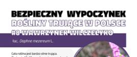 Infografika przedstawiająca zdjęcie roślinę trującą - wawrzynek wilczełyko z opisem
