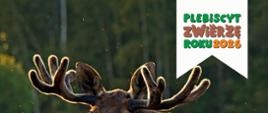 Plebiscyt Zwierzę Roku 2026