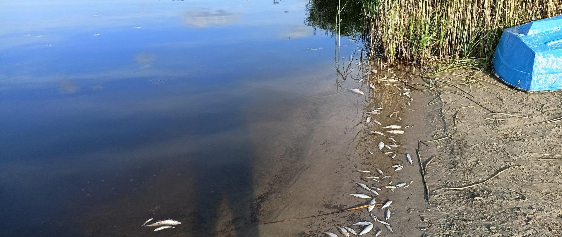 Śnięte ryby na piaszczystym brzegu jeziora, w oddali widoczne szuwary i niebieska łódka