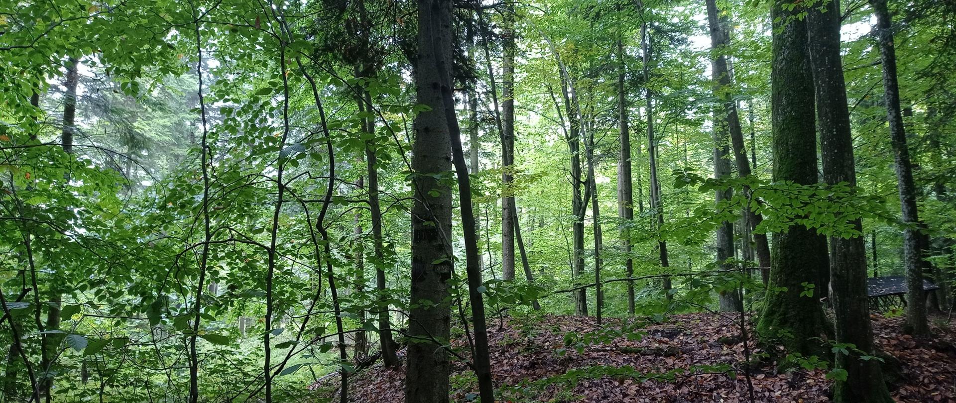 Nowy rezerwat na terenie województwa świętokrzyskiego 