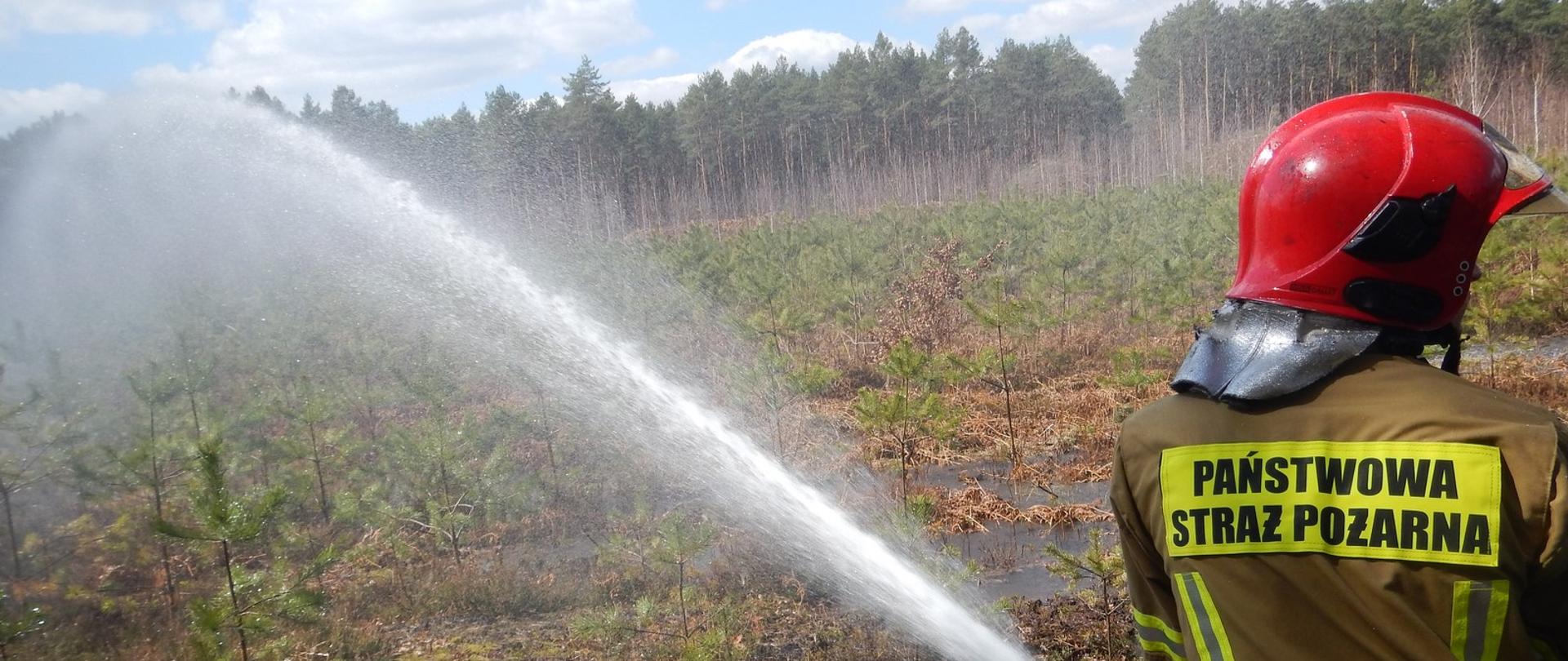 strażak podaje jeden prąd wody na młody las
