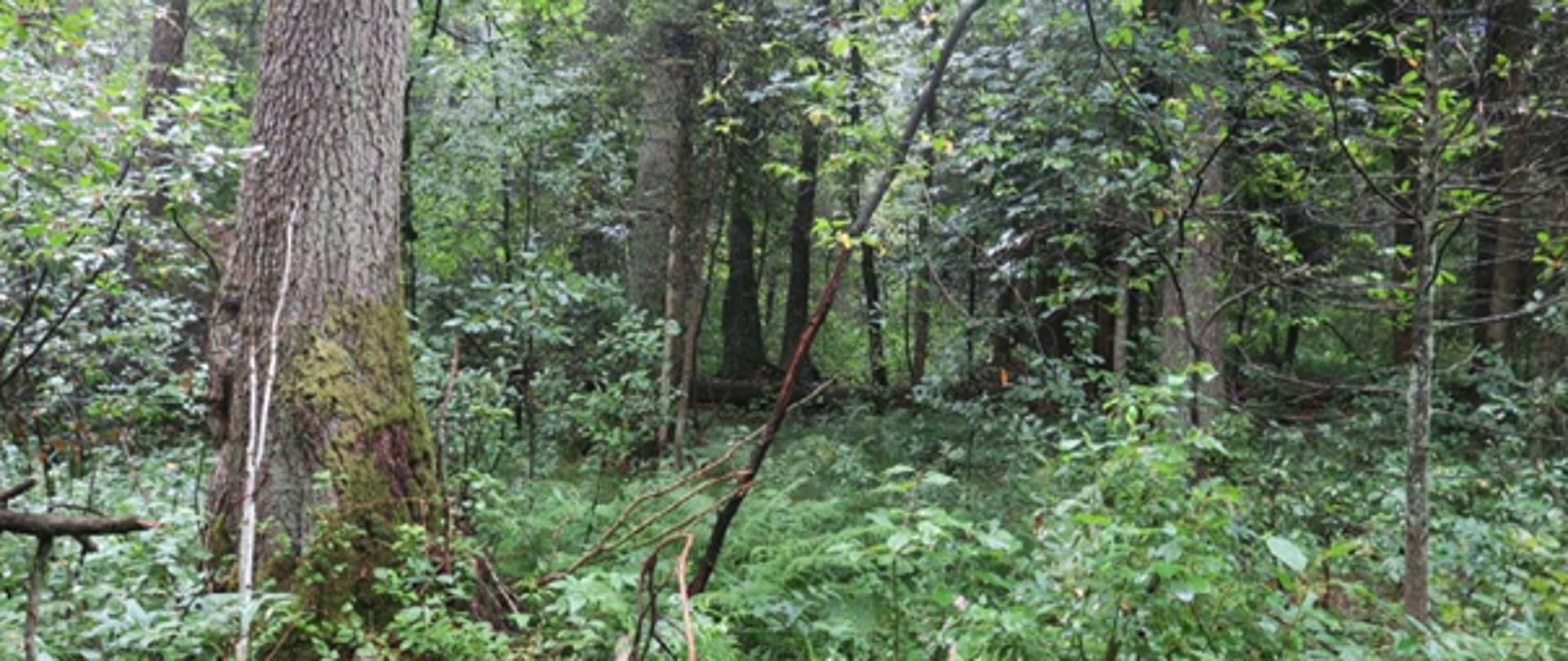 Rezerwat przyrody "Szynkarka"