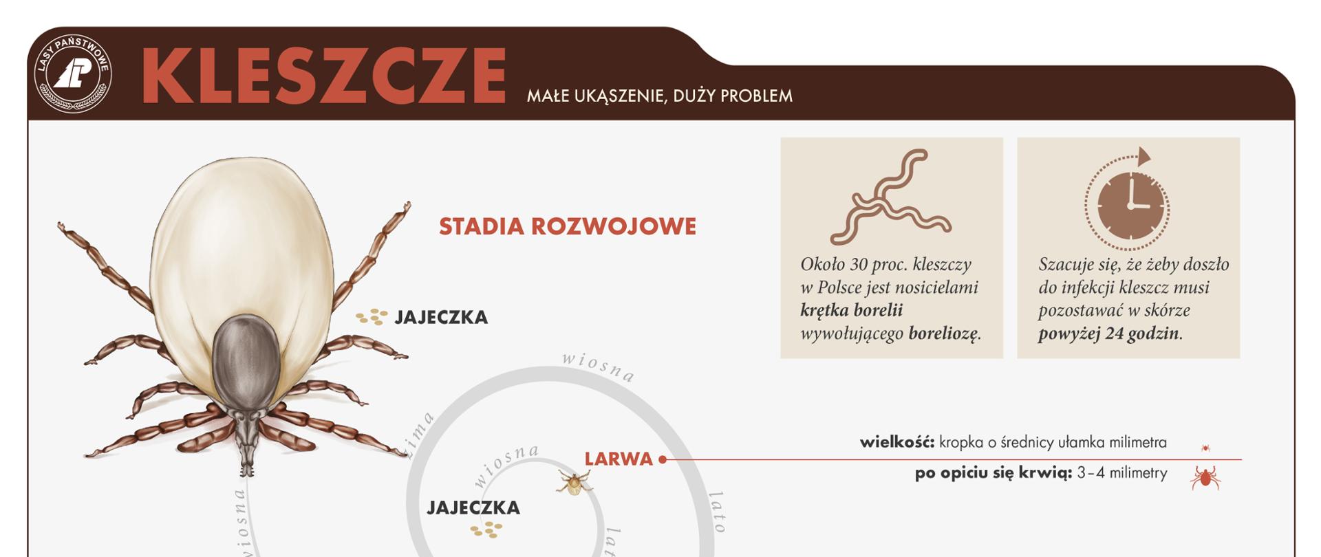 Infografika przedstawiająca kleszcze w różnych stadiach rozwoju