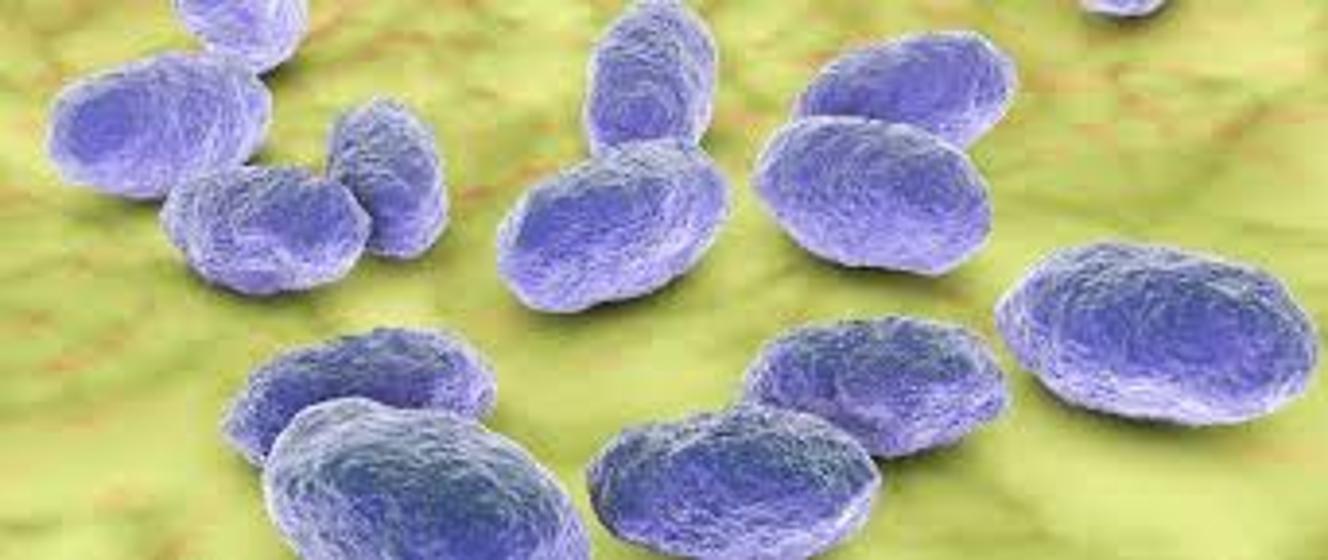 hib-haemophilus-influenzae-typu-b-powiatowa-stacja-sanitarno