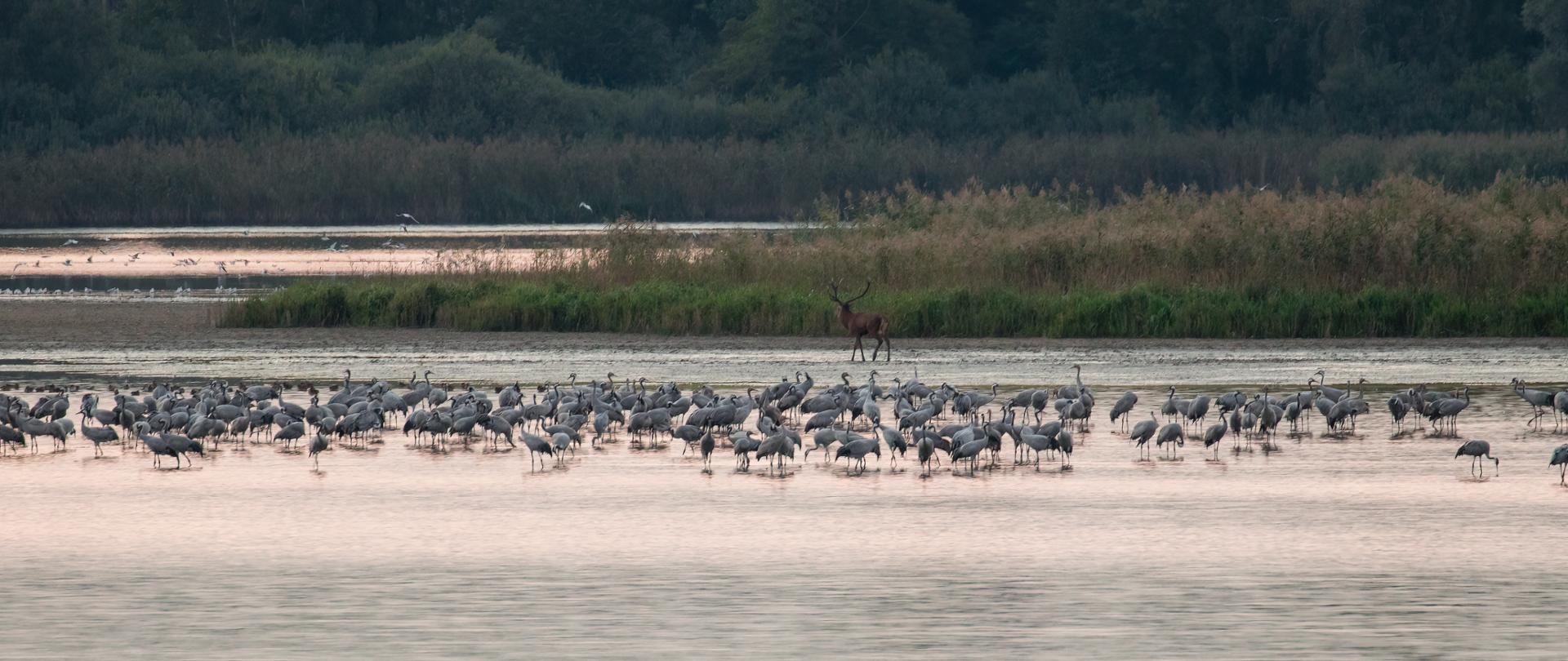 Romantic sunrise on a fish pond, cranes waking up in the morning