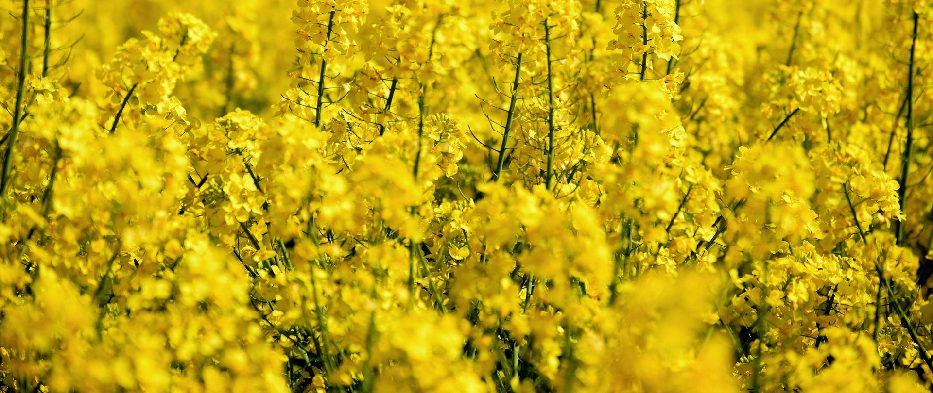 zdjęcie przedstawia pole rzepaku.