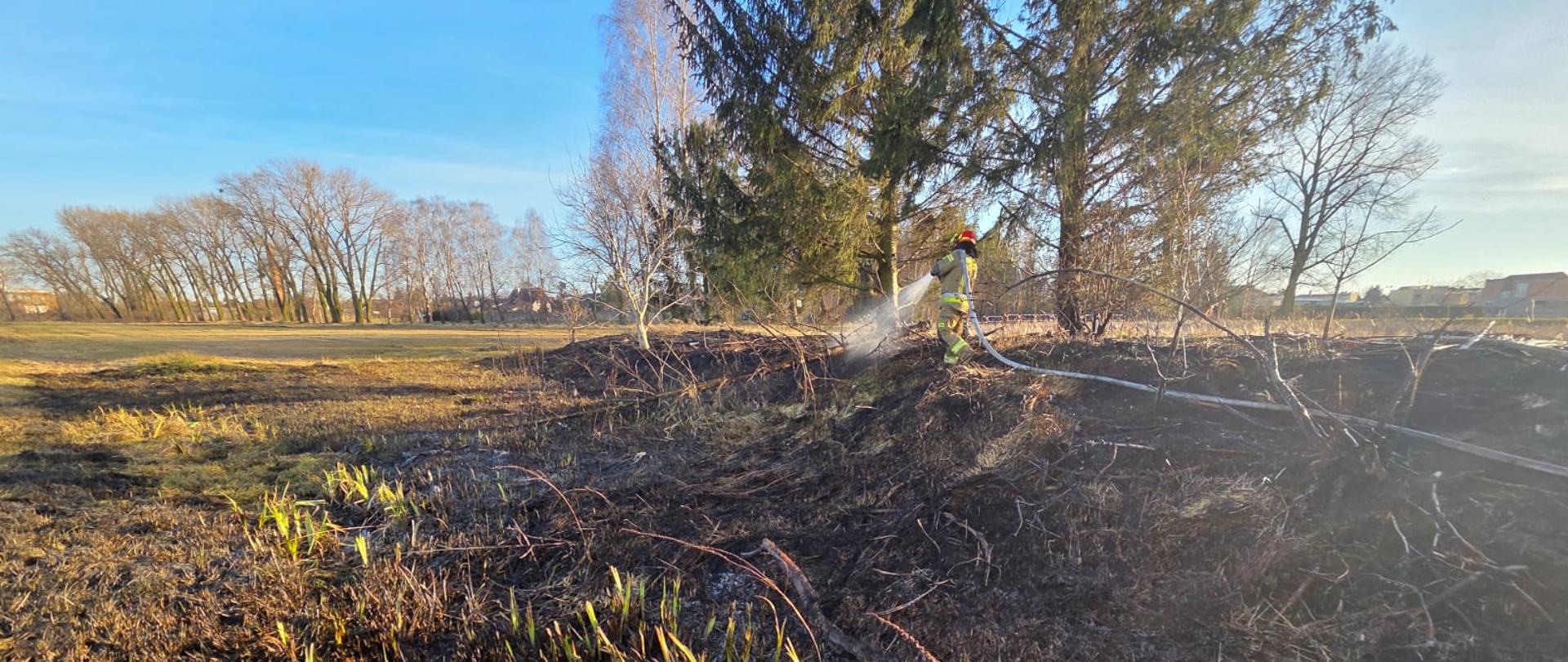 Pożar trawy, trwa akcja gaśnicza, Strażak dogasza pogorzelisko za pomocą produ wody. Widoczny spalony teren zielony