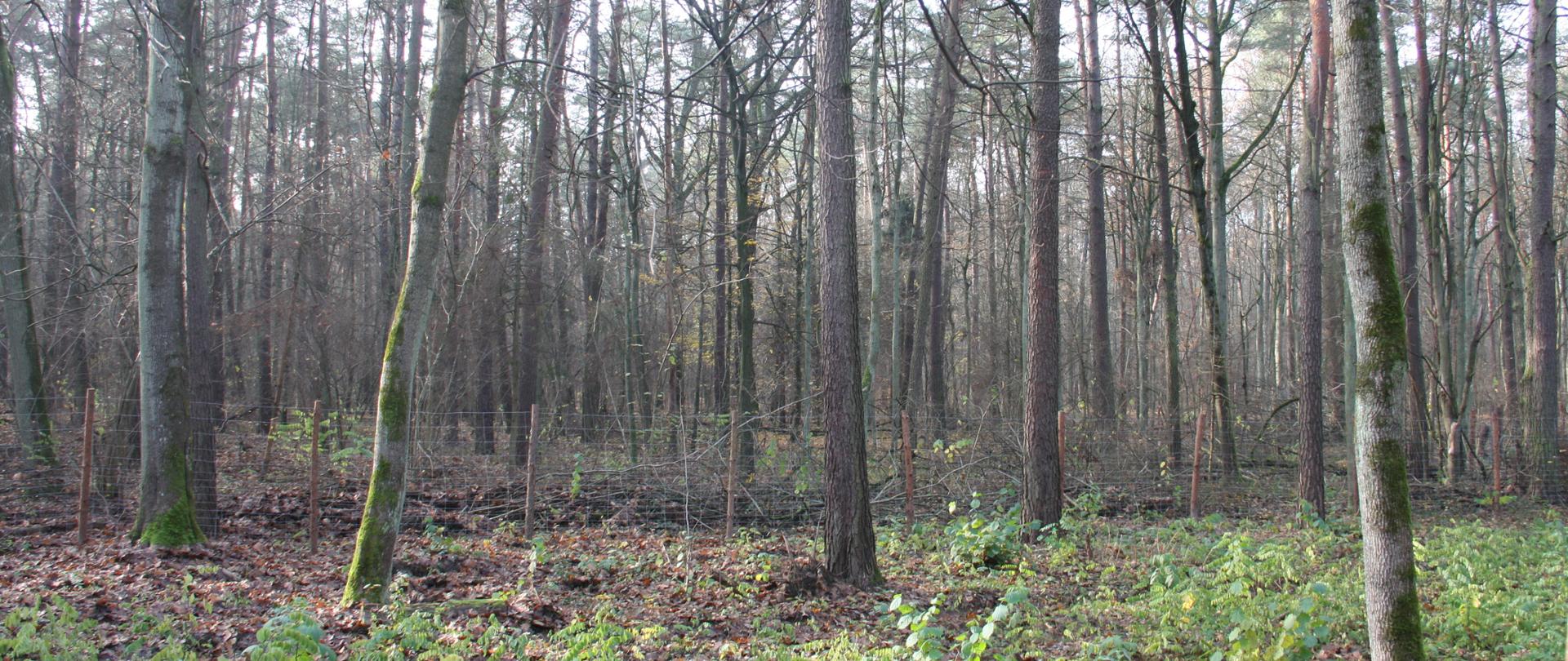 Fragment lasu po usunięciu drzew niezgodnych siedliskowo i ogrodzony teren odnowień