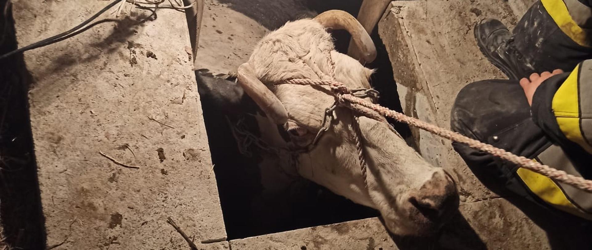 Zdjęcie przedstawia akcję ratowniczą w której krowa wpadła do zbiornika z nieczystościami. Na zdjęciu widzimy zwierzę w zbiorniku oraz strażaków którzy za pomocą węzy pożarniczych ewakuują krowę na powierzchnię. Zdjęcie wykonane w porze wieczornej na posesji gospodarstwa rolnego