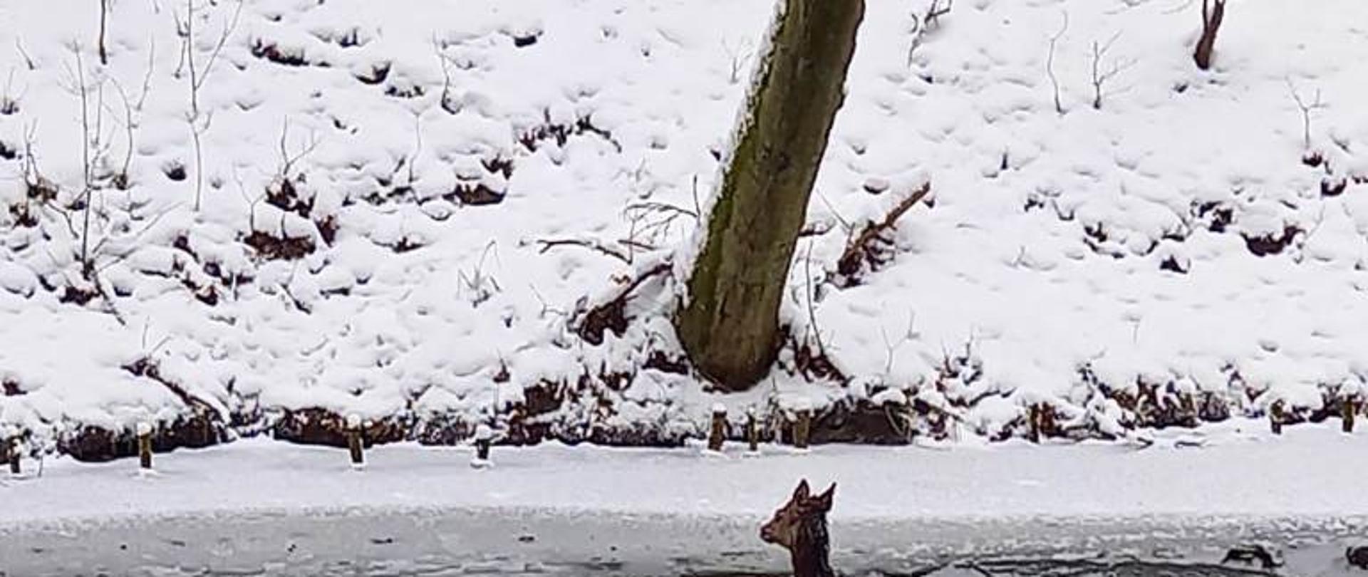 Strażak zabezpieczony w kapok, asekurowany liną znajduje się w wodzie. Przy drugim brzegu widać jelenia, który próbuje się wydostać na brzeg,