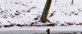 Ratownik zabezpieczony w suche ubranie do pracy w wodzie, kapok, asekurowany przez kolegów liną kruszy lód aby umożliwić jeleniowi wyjście na brzeg.
