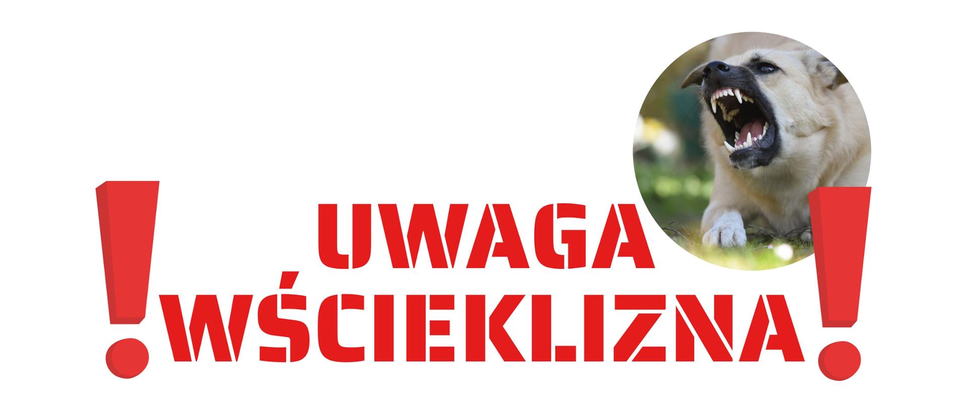 ulotka_wścieklizna_miniaturka