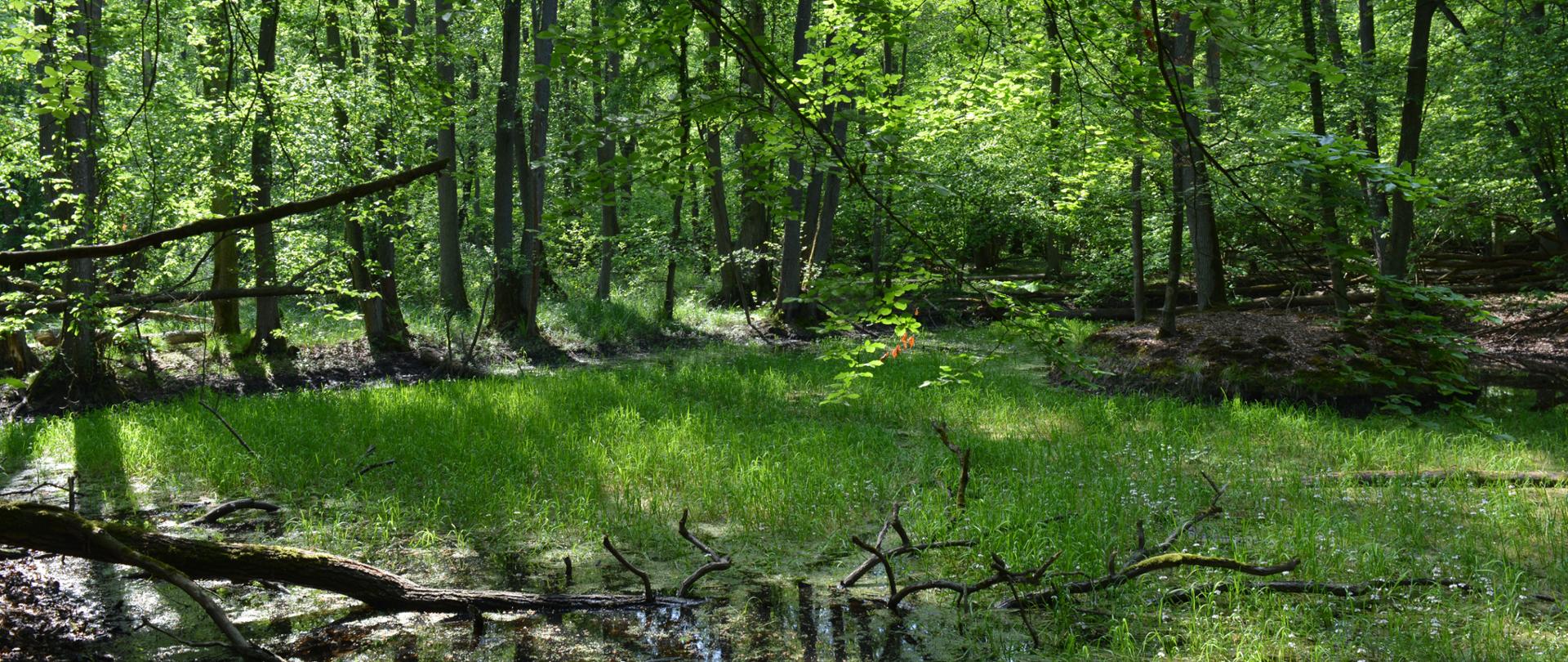 Na pierwszym planie trawa, w oddali drzewa.