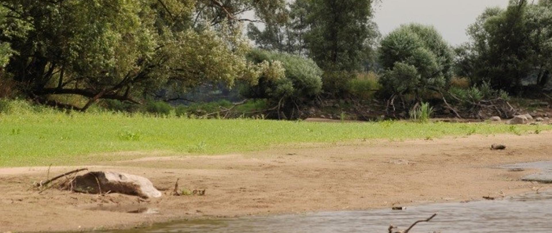 Piaszczysty brzeg nad rzeką Wisłą, w tle zielona trawa, a za nią krzewy i drzewa iglaste