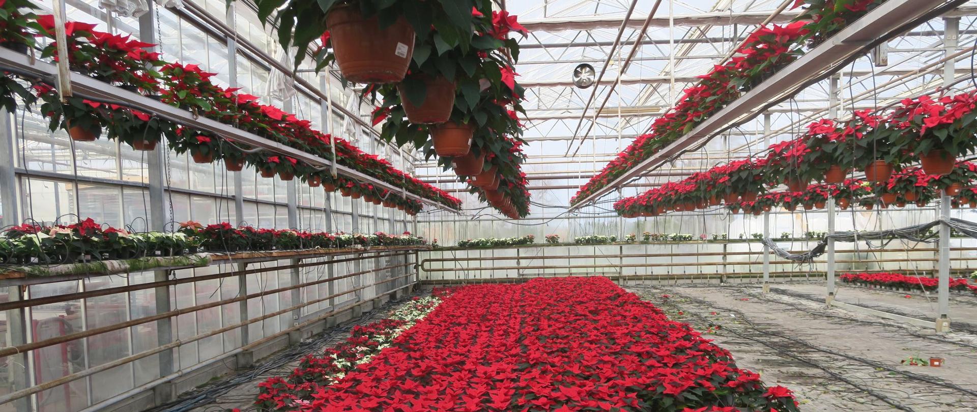 hala w szklarni z roślinami poinsecji