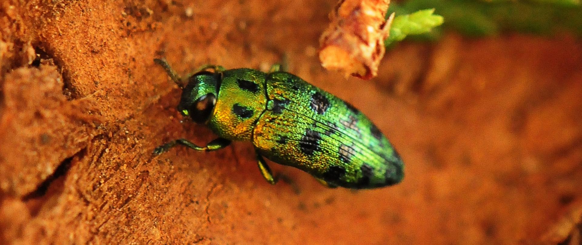 Mały zielony robak w czarne plamki na brązowym tle. 
