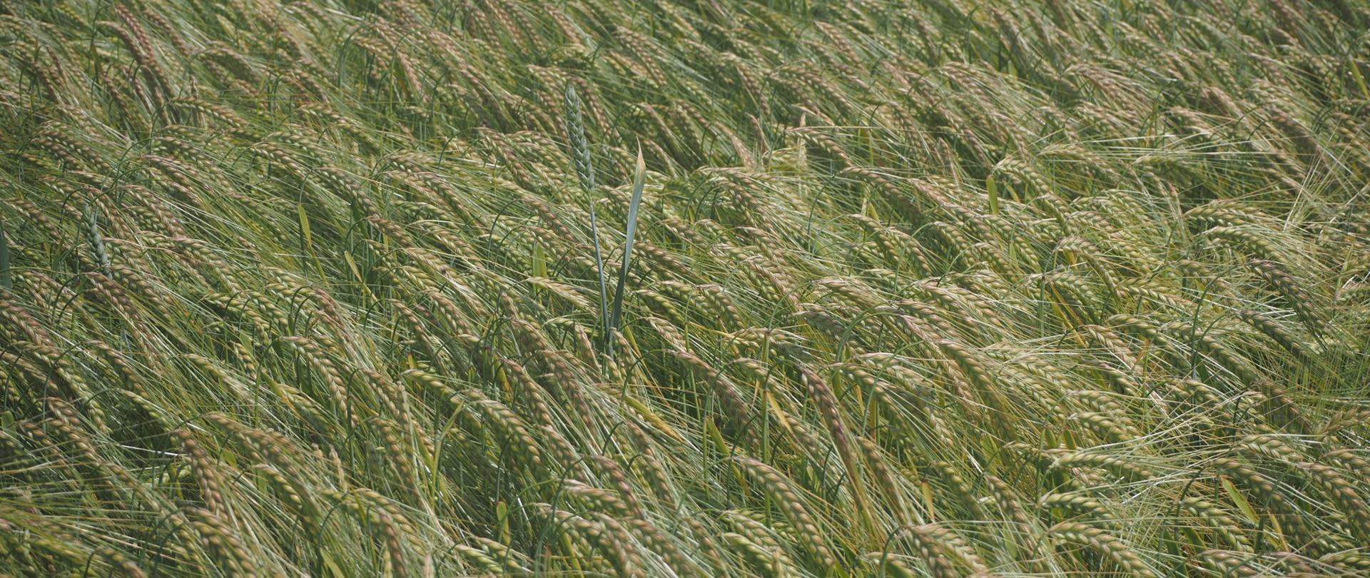 Pszenica w jęczmieniu