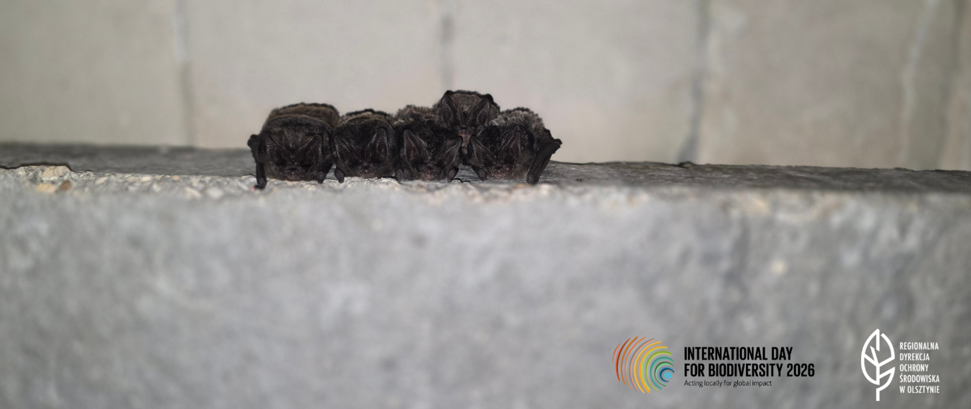 W centralnej części zdjęcia 5 nietoperzy na betonie. W prawy dolnym rogu logo (liść) i napis Regionalna Dyrekcja Ochrony Środowiska w Olsztynie oraz logo International Day For biodiversity 2026