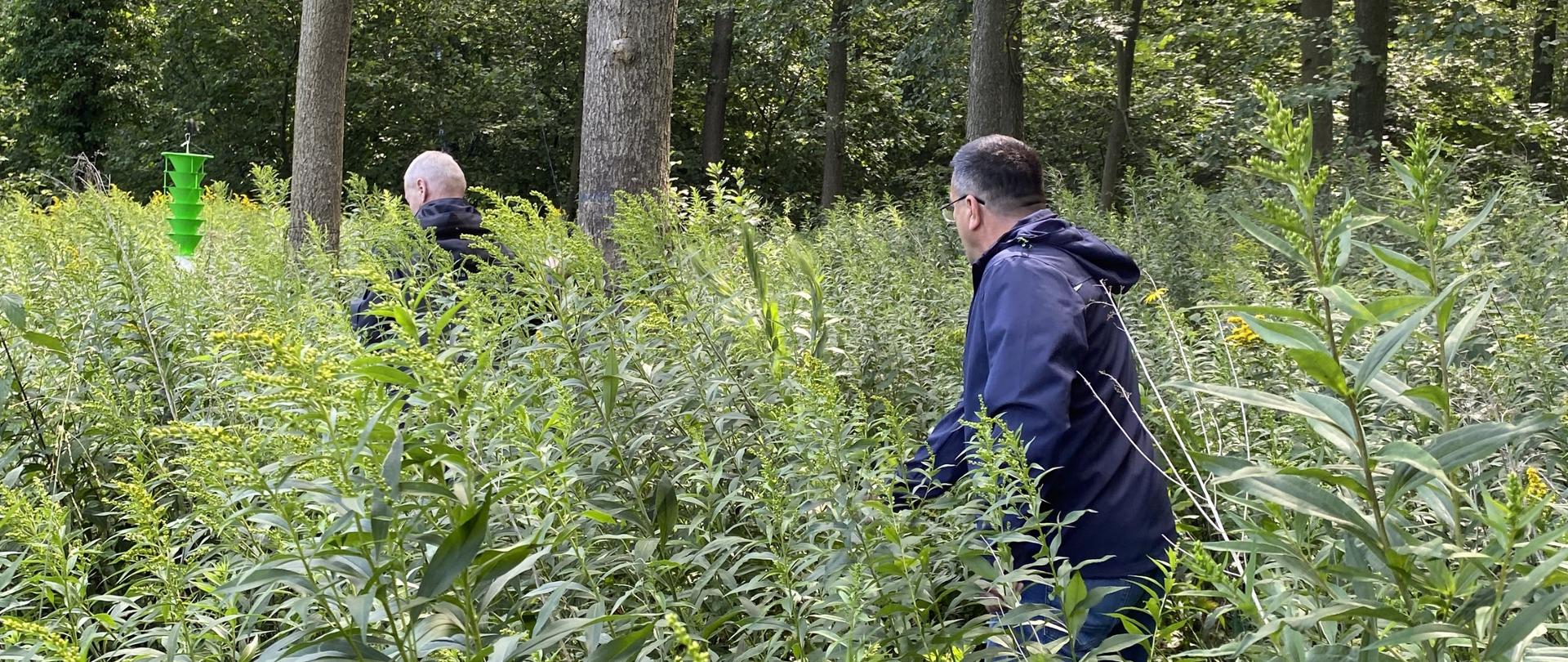 Dwóch mężczyzn przechodzi wśród wysokich zarośli w lesie. Ubrani są w ciemne kurtki. W tle widać zieloną pułapkę.