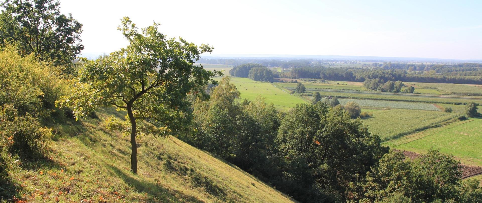 Murawy kserotermiczne na pagórku