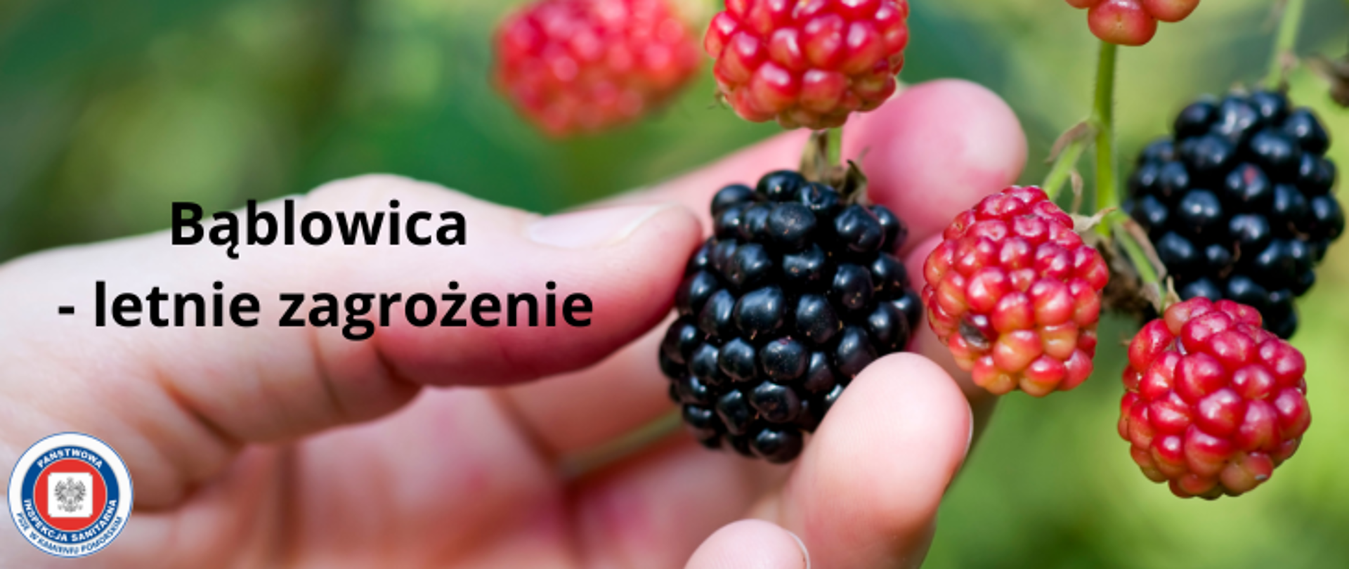 Grafika przedstawia gałązkę krzewu jeżyny, a na niej owoce. 2 owoce są już dojrzałe w ciemnym granatowym kolorze a pozostałe kilka owoców dopiero ciemno różowe. Na zdjęciu widnieje również dłoń która sięga po dojrzały owoc. W lewym dolnym rogu znajduje się logo Państwowej Inspekcji Sanitarnej. Na środku grafiki umieszczono czarny napis Bąblowica - letnie zagrożenie.