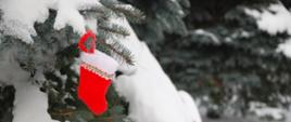 zdjęcie przedstawia czerwoną skarpetę na prezenty zawieszoną na gałęzi ośnieżonej choinki. Kolorystyka tła zdjęcia zielono-biała