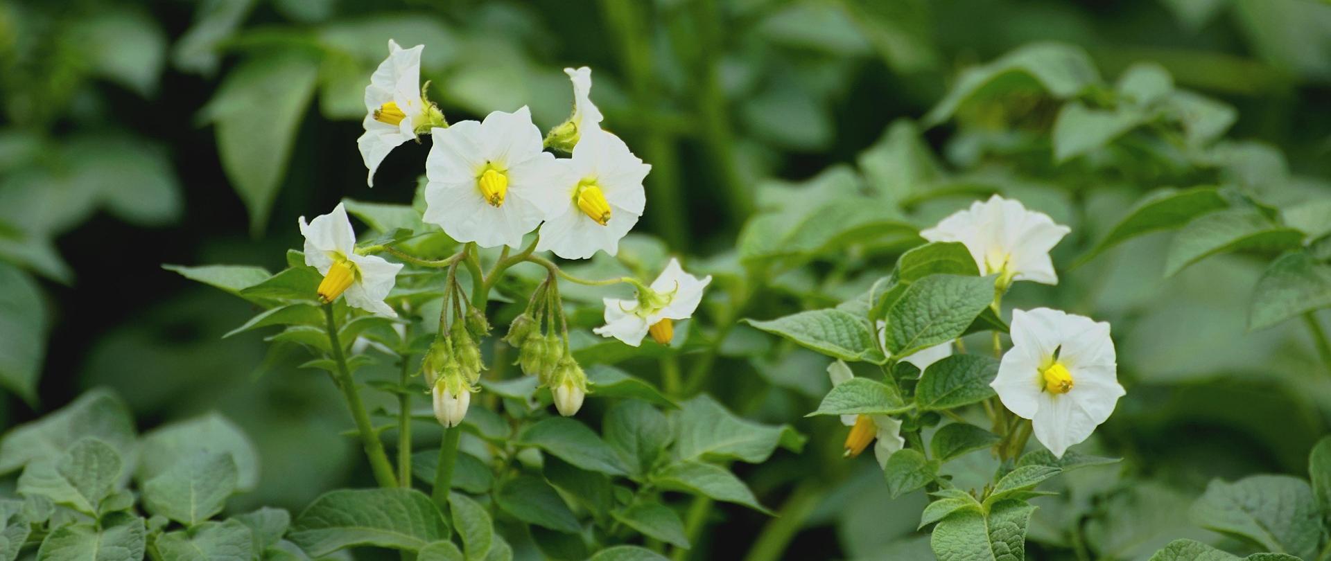Zdjęcie przedstawia zbliżenie kwiatów ziemniaka. Kwiaty i pąki są białe, otaczają je liście ziemniaka w soczyście zielonym kolorze.