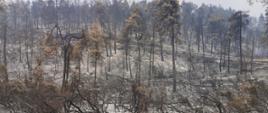 STRAŻACY DZIAŁAJĄ W GRECJI. Na zdjęciu spalone drzewa, pola, w tle góry. 