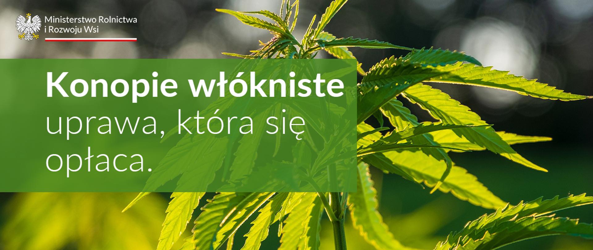 grafika