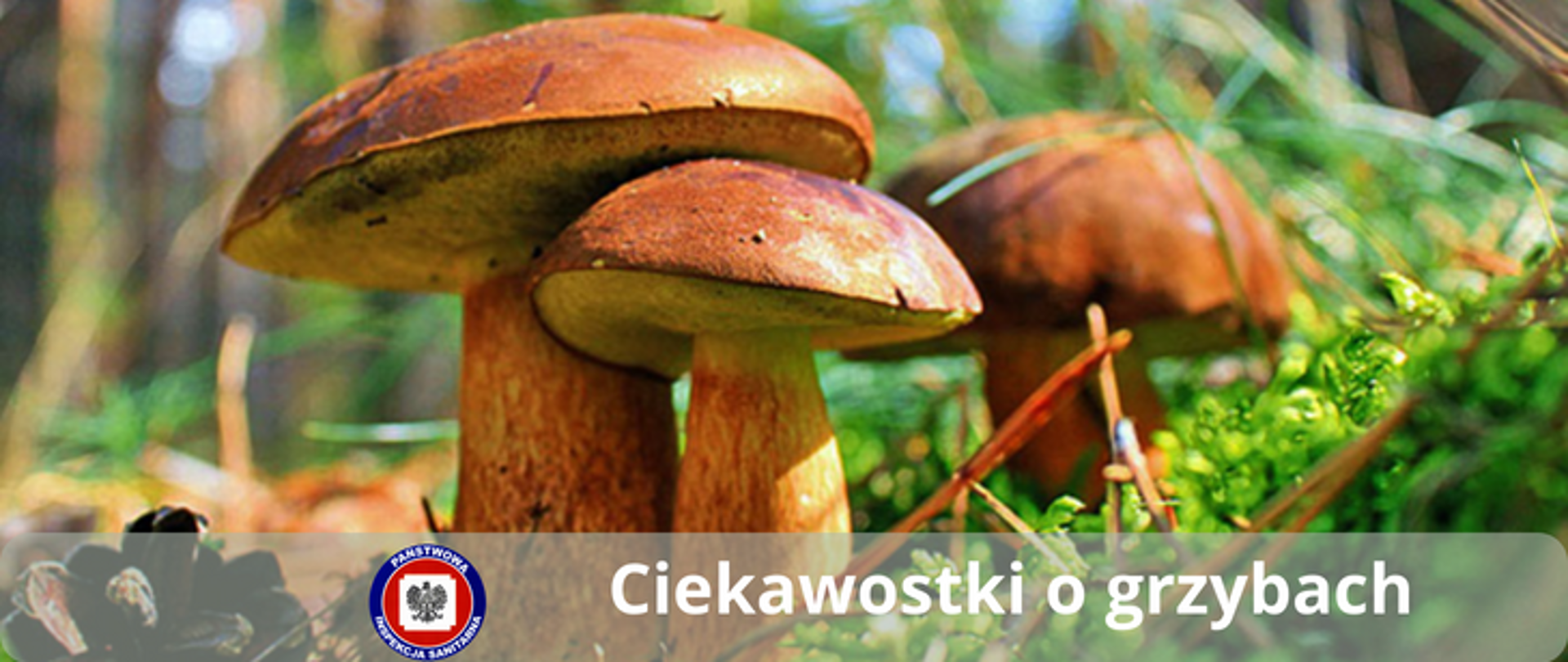 Zdjęcie przedstawia 3 prawdziwki rosnące w mchu leśnym