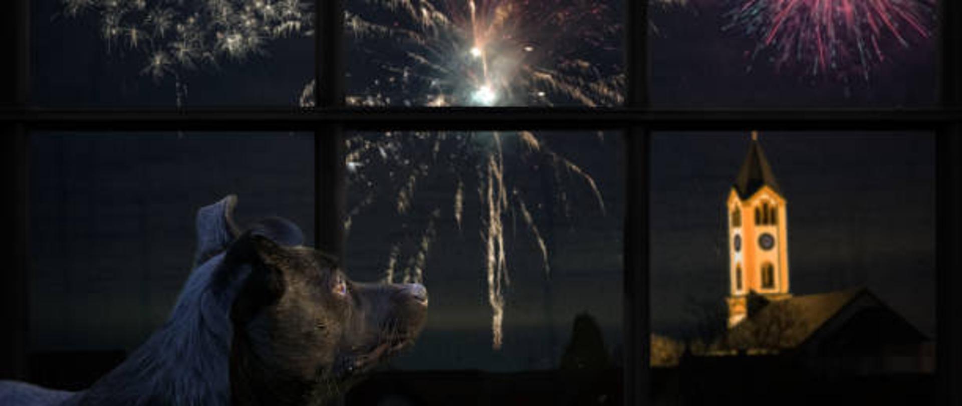 przerażony pies patrzy przez okno na fajerwerki