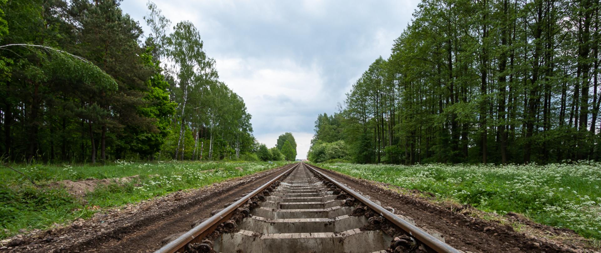 Drzewa przy liniach kolejowych 