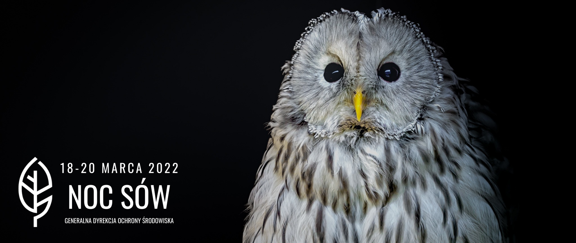noc sów