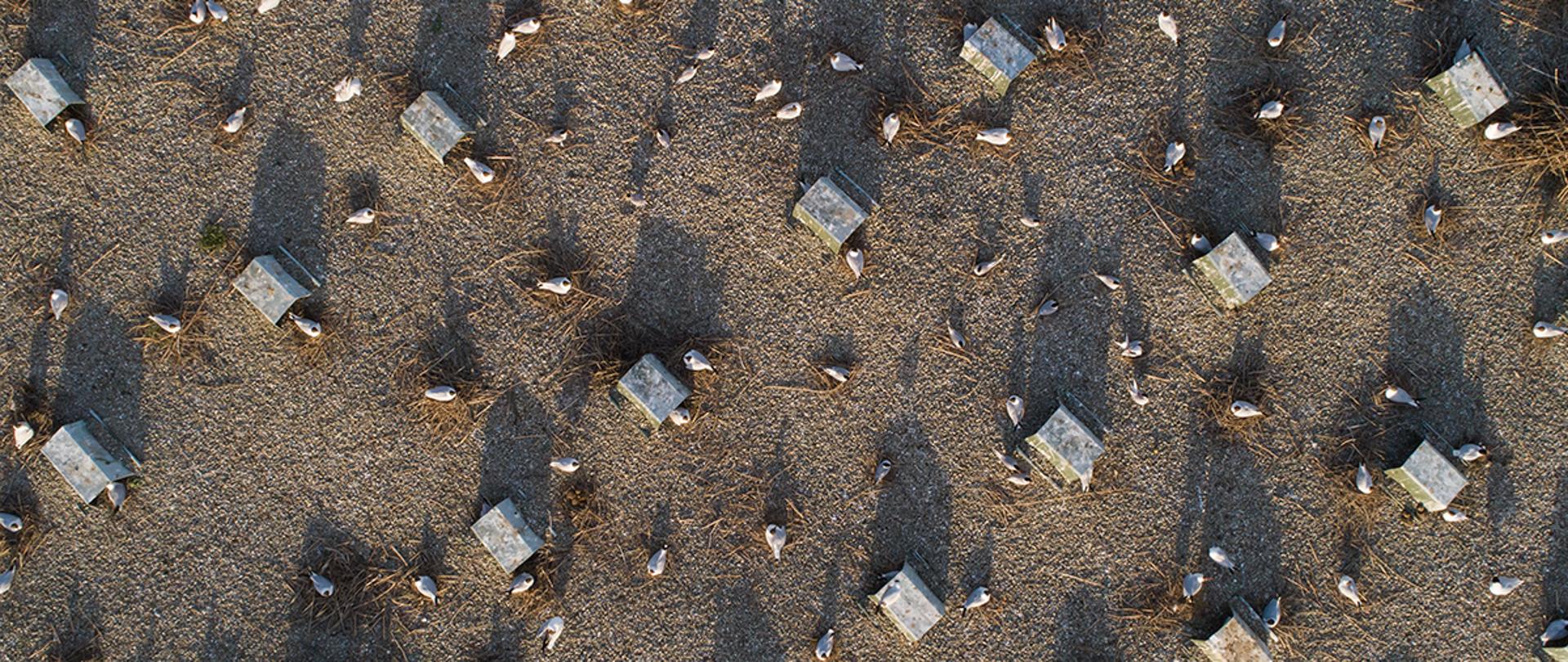 Zdjęcie wyspy wykonane z drona, od góry. Na zdjęciu widać żwirową powierzchnię wyspy z metalowymi daszkami, pod którymi ptaki mogą się skryć w czasie deszczu palącego słońca. 