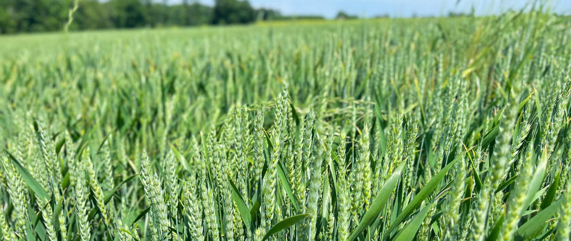 Zdjęcie nagłówkowe