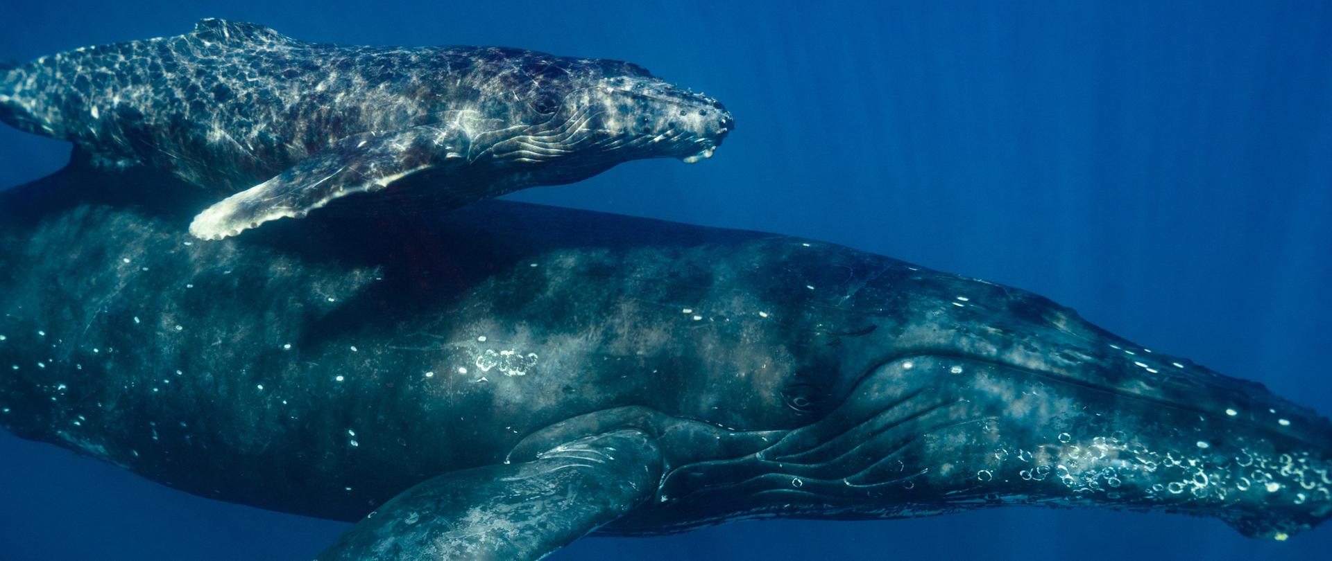 W błękitno niebieskim morzu pływają dwa wieloryby. Jeden jest duży, drugi jest dużo mniejszy.
