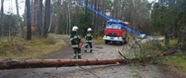 Zdjęcie wykonane w dzień. Centralny punkt stanowią dwaj strażacy w białych hełmach. Jeden ze strażaków ma w ręku pomarańczowa piłę. Strażacy kierują się do powalonego drzewa leżącego wzdłuż drogi