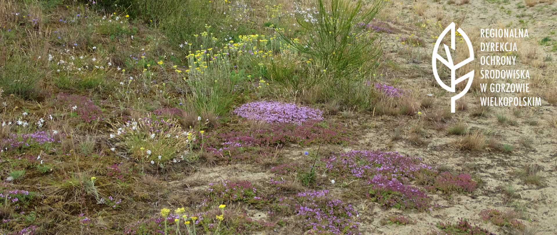 Na piaszczystym podłożu rosną żółte i fioletowe kwiaty. W oddali zielone krzewy i drzewa.
